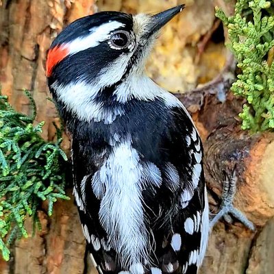 Downy Woodpecker on a tree trunk