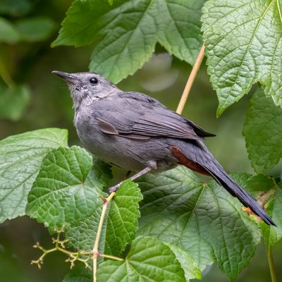 Gray Catbird